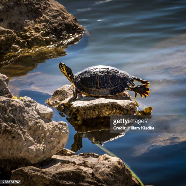 2 988 Turtle On A Rock Stock Photos High Res Pictures And Images 2-988-turtle-on-a-rock-stock-photos-high-res-pictures-and-images