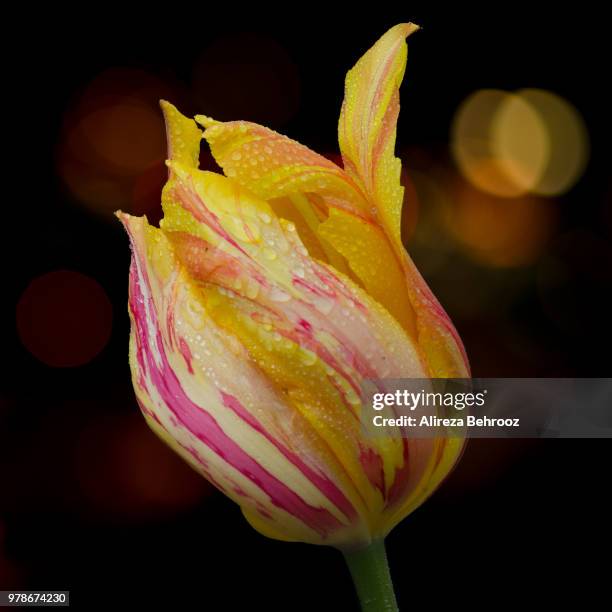 estella rijnveld tulip - estella tulip stock pictures, royalty-free photos & images