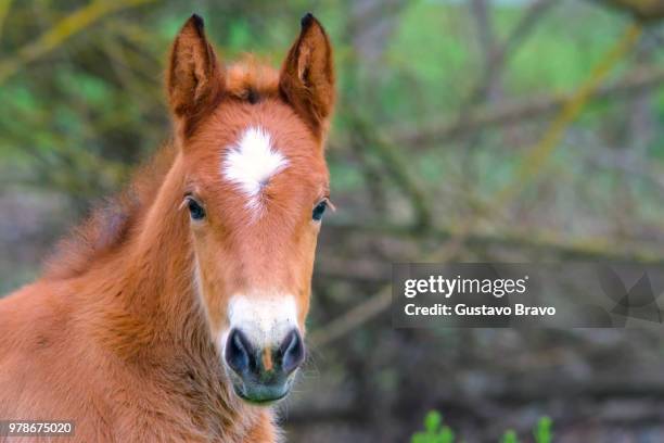 potrilla - veulen stockfoto's en -beelden