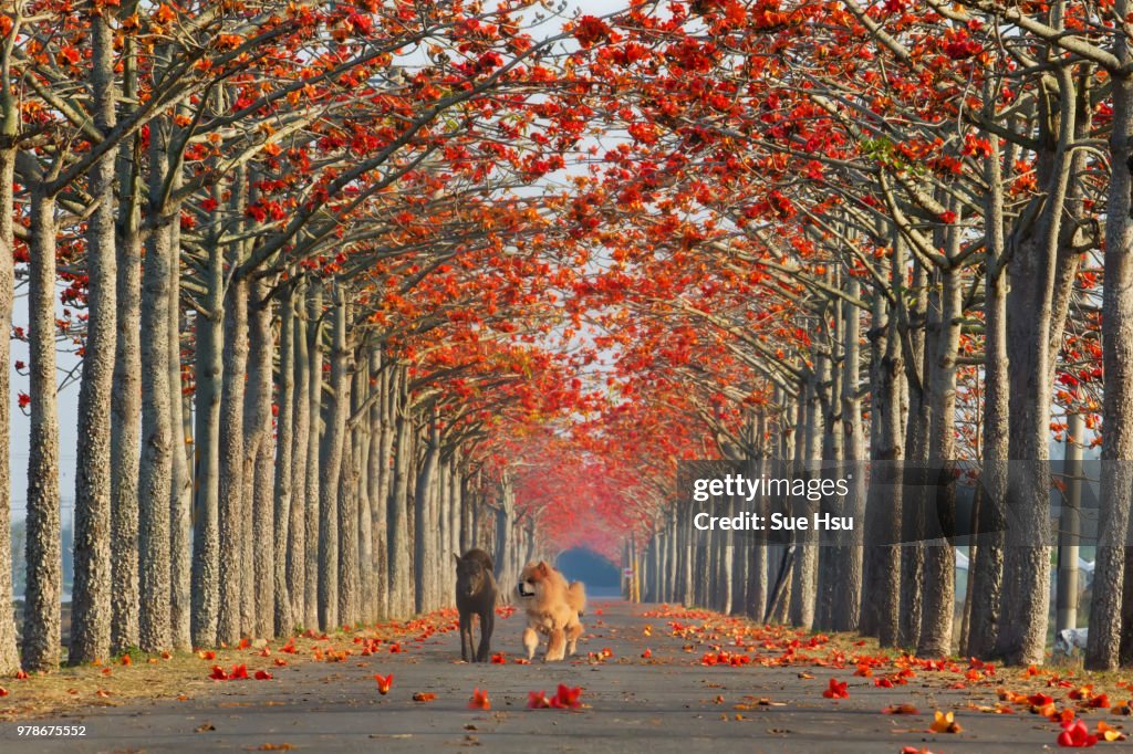 Two dogs walking along a tree-lined path in autumn.