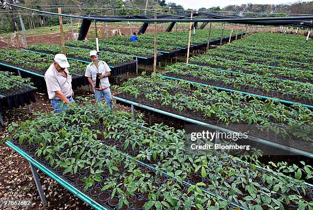 Workers check on young rubber trees that will eventually be transplanted to a field where they will tapped for raw latex at the El Palmar Rubber...