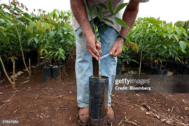 Worker checks the strength of a young rubber tree that will eventually be transplanted to a field where it will tapped for raw latex at the El Palmar...