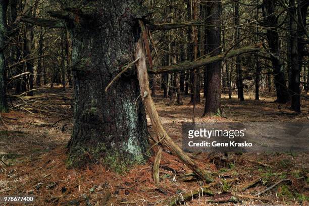 an old pine - parking log stock pictures, royalty-free photos & images
