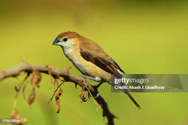portrait of indian silverbill (lonchura malabarica) perching on branch, india - malabarica stock pictures, royalty-free photos & images