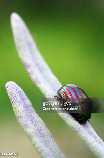 chrysolina americana - chrysolina stock pictures, royalty-free photos & images