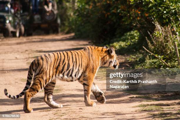 tiger, jim corbett national park - jim corbett stock pictures, royalty-free photos & images