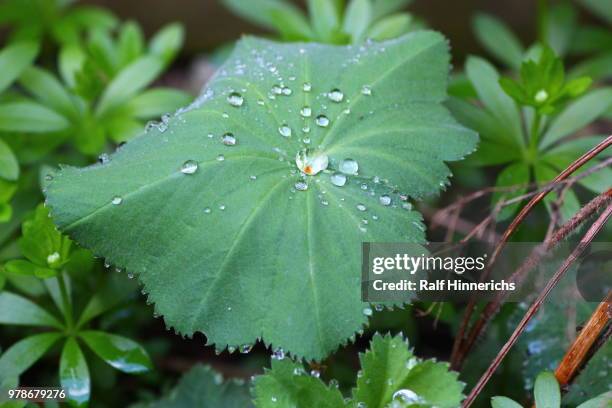 meeting of the drops versammlung der tropfen - tropfen bildbanksfoton och bilder