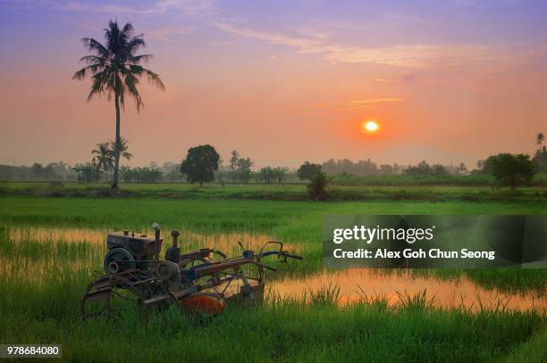 morning sun, perak, malaysia - perak state stock pictures, royalty-free photos & images