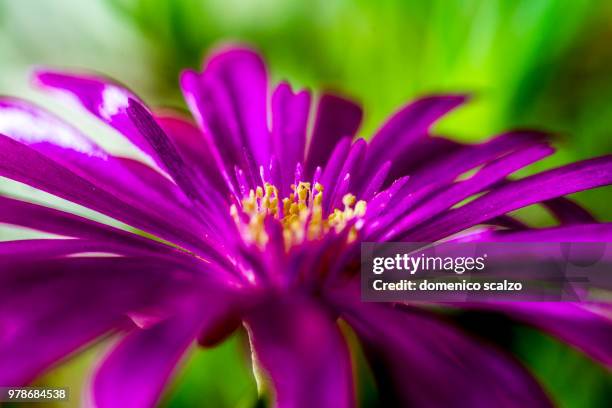 50 & extension tubes 1 - scalzo photos et images de collection