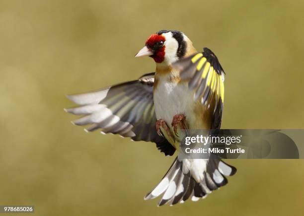 in-flight goldfinch - carduelis carduelis stock pictures, royalty-free photos & images
