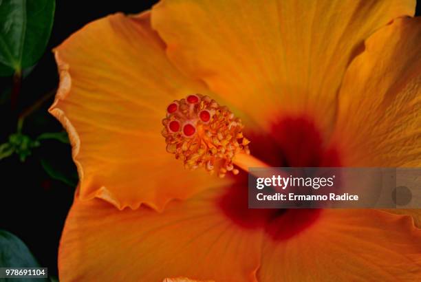 fiore giallo - giallo stock pictures, royalty-free photos & images