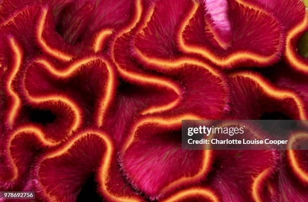 unknown flower - brain coral stock pictures, royalty-free photos & images