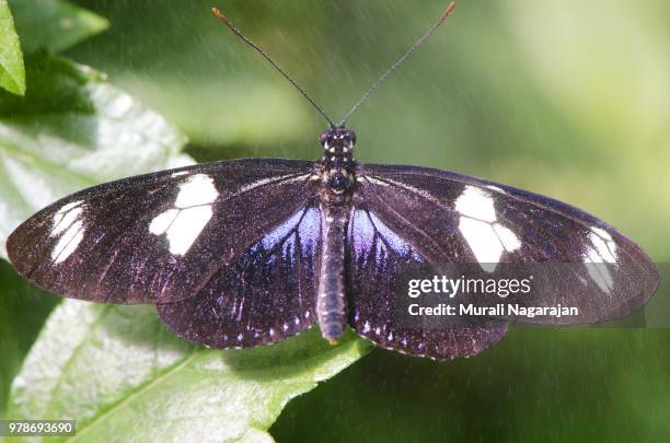 Singing Fly Insect 905 Singing Insect Stock Photos, High-Res Pictures, and Images - Getty ...