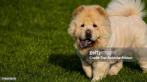 chow chow - white chow chow stock pictures, royalty-free photos & images