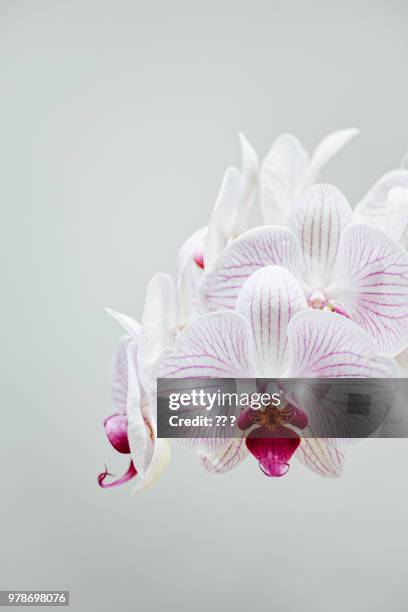 orchid - moth orchid ストックフォトと画像