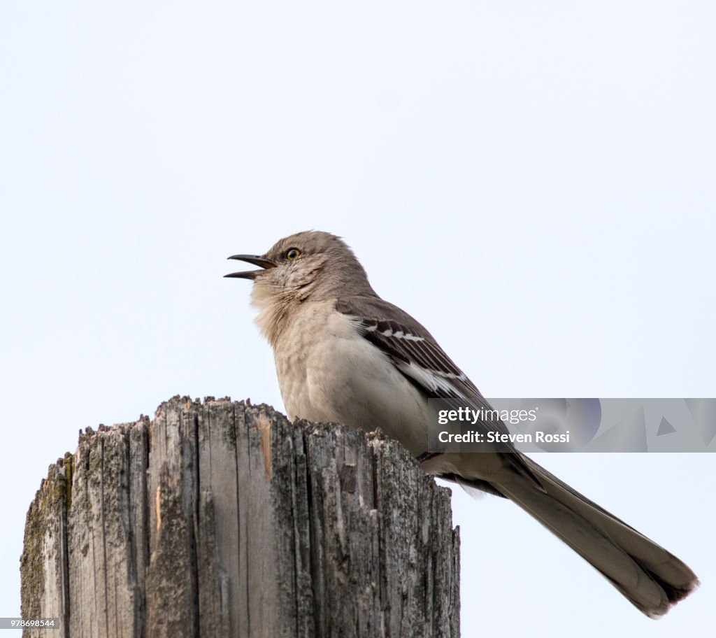 Portrait Of Northern Mockingbird Singing High-Res Stock Photo - Getty ...