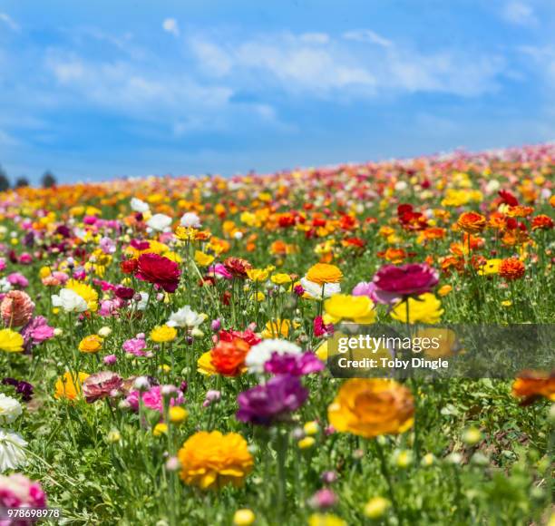 dream field - bloemenveld stockfoto's en -beelden