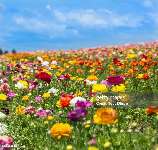 dream field - flower field stock pictures, royalty-free photos & images