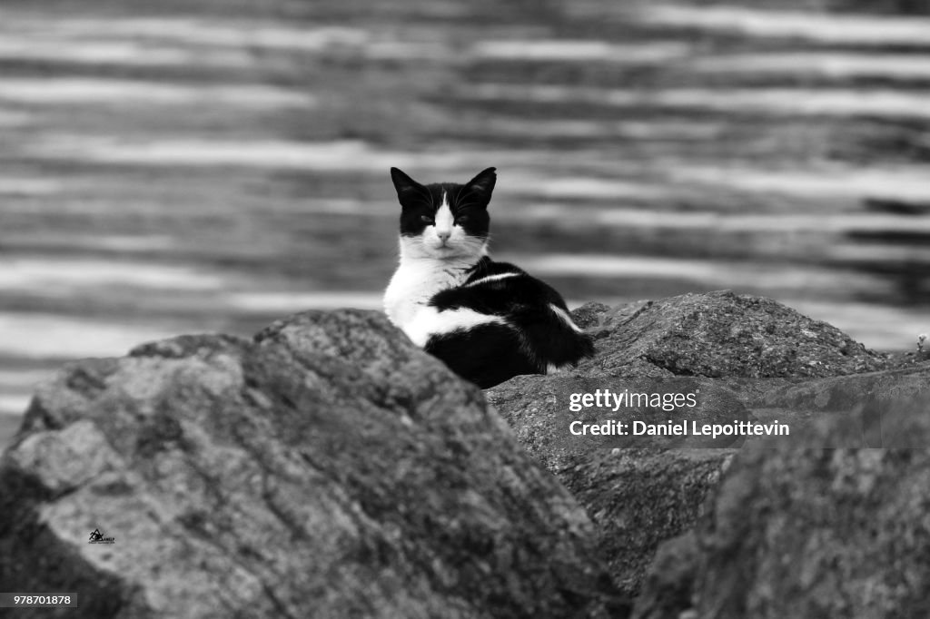 Black and White Cat