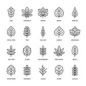 Autumn leaves flat line icons. Leaf types, rowan, birch tree, maple, chestnut, oak, cedar pine, linden,guelder rose. Thin signs of nature, plants. Editable Strokes