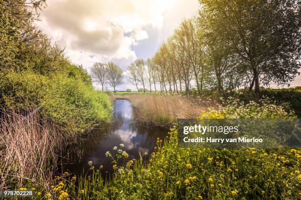 spring at the bieslandse bos #2 - rivier bos stock pictures, royalty-free photos & images