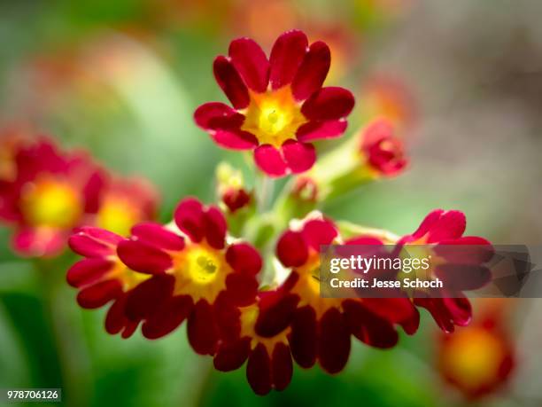 f7 - kudzu stock pictures, royalty-free photos & images