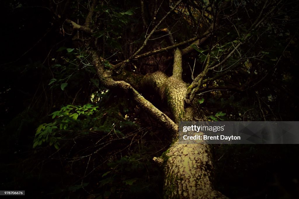 Tree at night