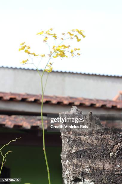 flor do coqueiro. - coqueiro fotografías e imágenes de stock