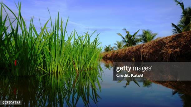 padi water reflection - padi stock pictures, royalty-free photos & images