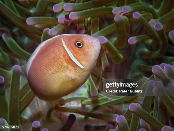 halsband-anemonenfisch - halsband stock pictures, royalty-free photos & images