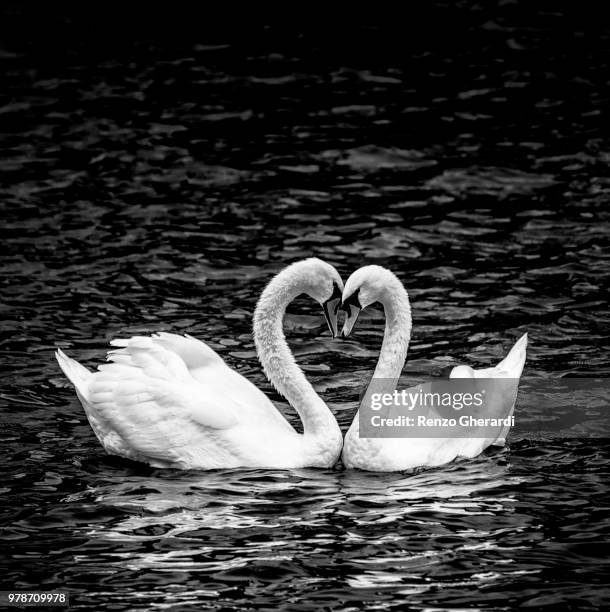 two swans together in black and white - renzo gherardi 個照片及圖片檔