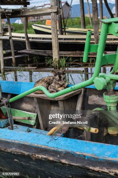 burmese cat in inle lake - burmese cat stock-fotos und bilder