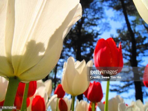 tulips in hitachi seaside park - hitachi seaside park stock pictures, royalty-free photos & images