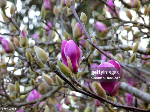 blossom magnolia - magnolia stellata stockfoto's en -beelden