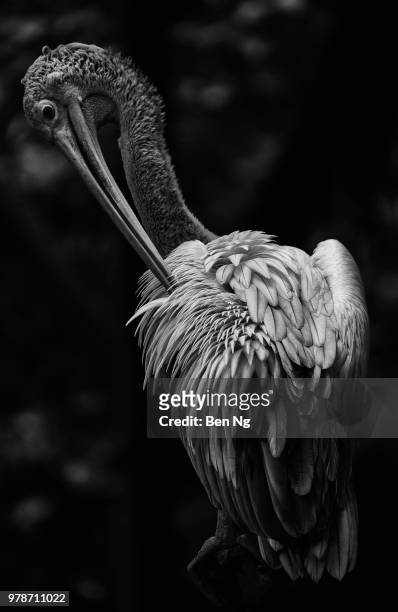 pink-backed pelican (pelecanus rufescens) cleaning its feathers, singapore - singapore zoo stock pictures, royalty-free photos & images