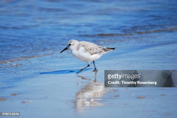piping plover - foraging on beach stock pictures, royalty-free photos & images