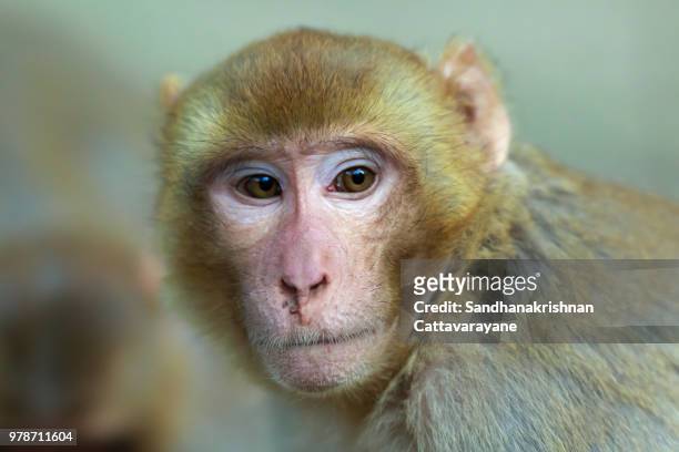 portrait of rhesus macaque monkey - macaque foto e immagini stock