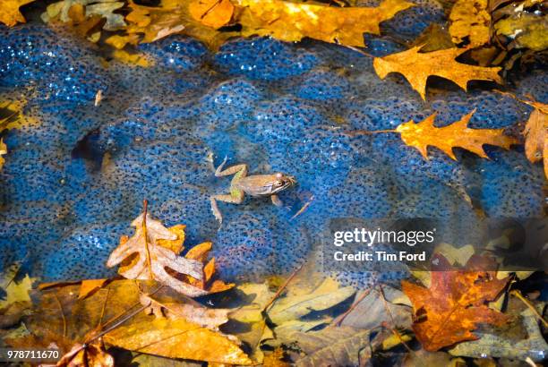 Spring Peerpers 52 Spring Peeper Stock Photos, High-Res Pictures, and Images - Getty Images