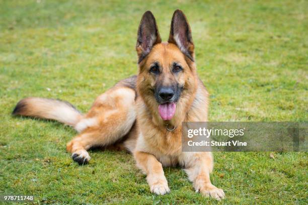 german shepherd resting on grass - duitse herder stockfoto's en -beelden