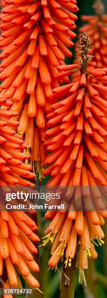 Red Hot Pokers High-Res Stock Photo