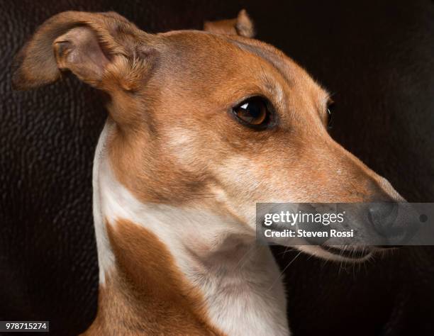 italian greyhound (piccolo levriero italiano) - italiano stockfoto's en -beelden