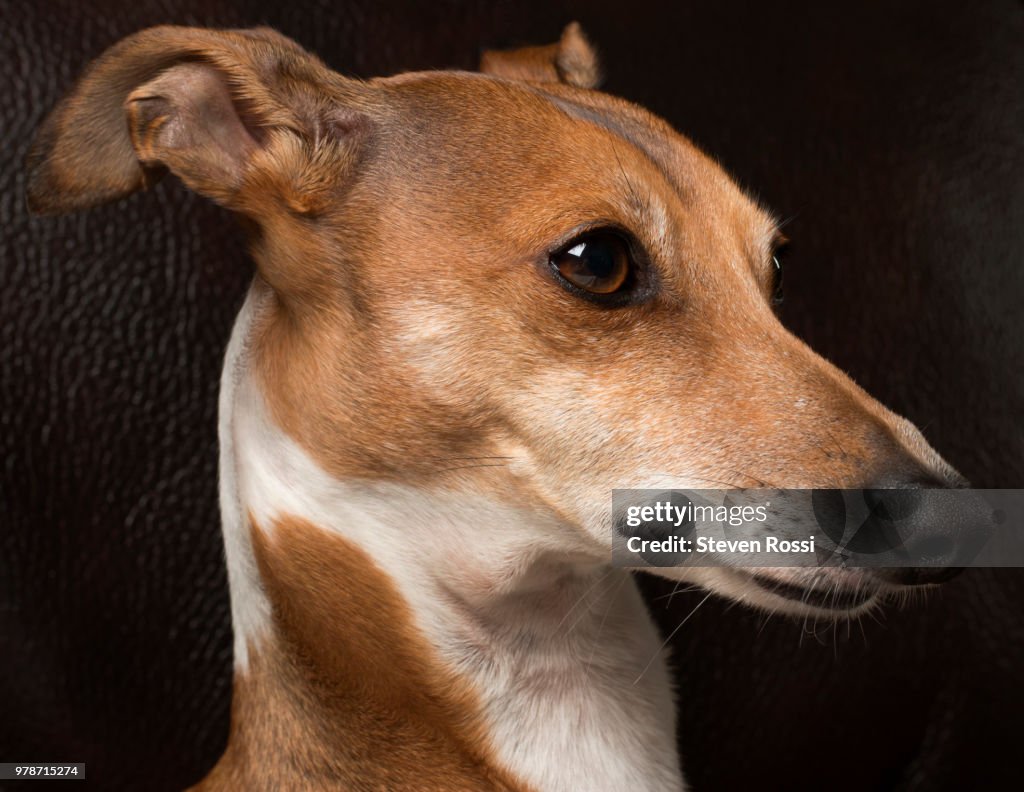 Italian Greyhound (Piccolo Levriero Italiano)