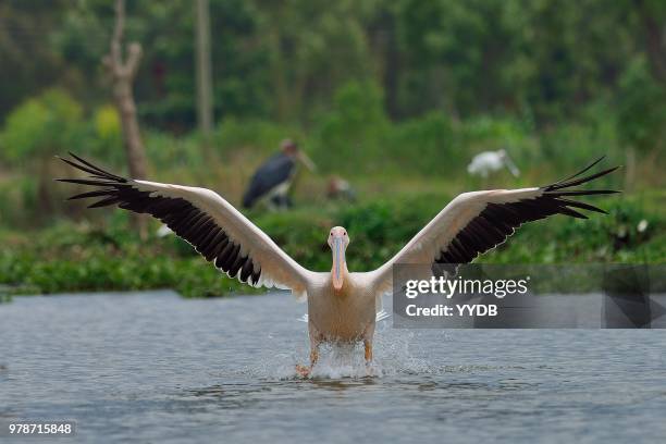 smooth landing - cape vulture stock pictures, royalty-free photos & images