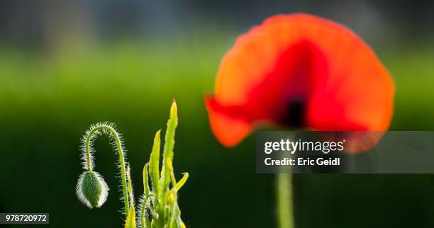 coquelicot - coquelicot fotografías e imágenes de stock