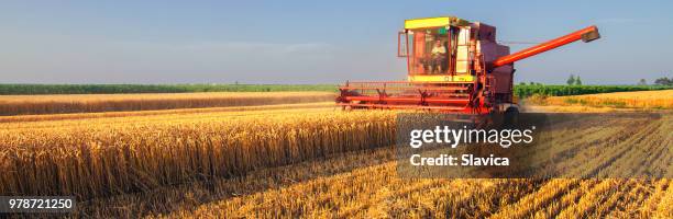 combine harvester harvesting wheat - agricultural equipment stock pictures, royalty-free photos & images
