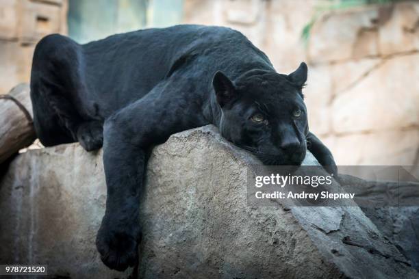 panther - panther schwarz stock-fotos und bilder