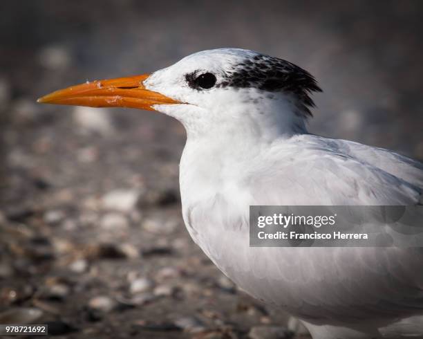 royal tern - royal tern stockfoto's en -beelden