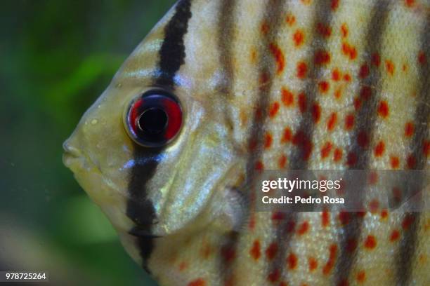 discus fish - discus fish stock pictures, royalty-free photos & images