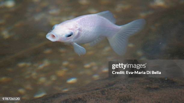 karpfen im teich - carp in the lake - karpfen imagens e fotografias de stock