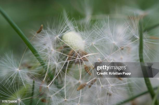 Destroy Flower 1,823 Destroyed Flowers Stock Photos, High-Res Pictures, and Images ...
